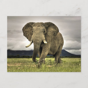 Cartão Postal Elefante Africano