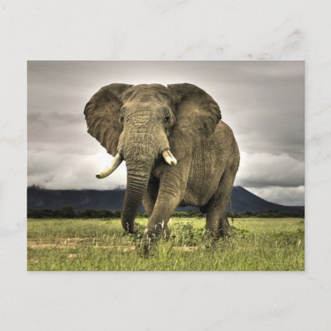 Cartão Postal Elefante Africano (Frente)