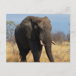 Cartão Postal Elefante Africano