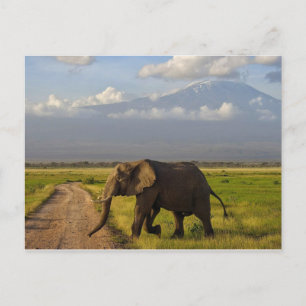 Cartão Postal Elefante Africano