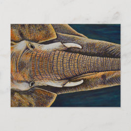Cartão Postal Elefante Africano