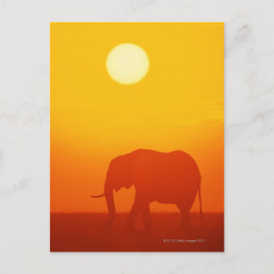 Cartão Postal Elefante africano andando ao pôr do sol, Quênia 