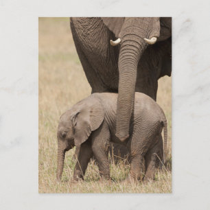 Cartão Postal Elefante Africano Bebê com Mãe