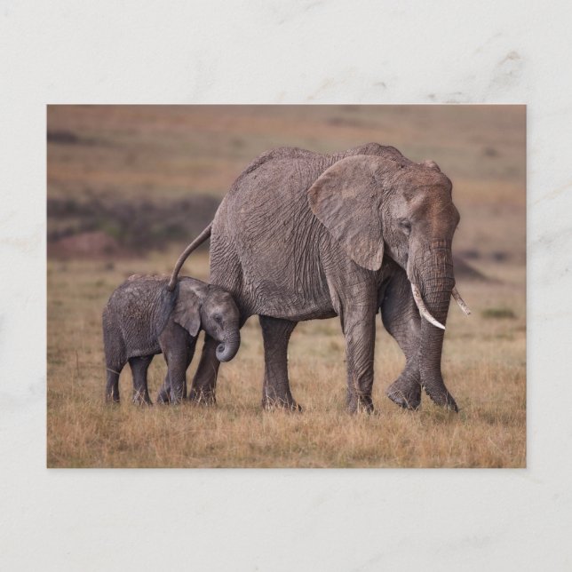 Cartão Postal Elefante africano com bebê (Frente)