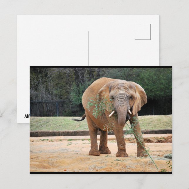 Cartão Postal Elefante Africano Comendo (Frente/Verso)