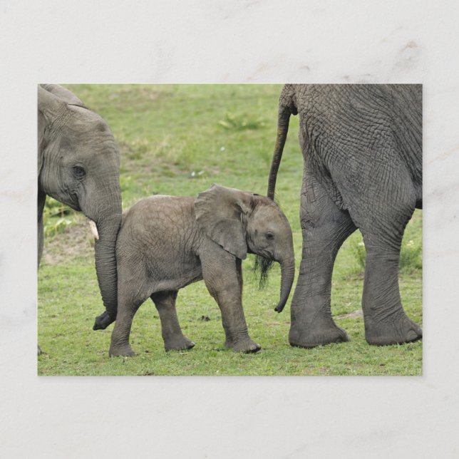 Cartão Postal Elefante africano fêmea com bebê, Loxodonta 3 (Frente)