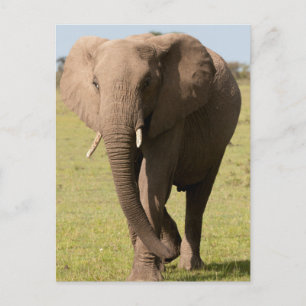 Cartão Postal Elefante Africano (Loxodonta Africana), Maasai