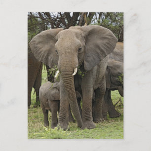 Cartão Postal Elefante Africano Manada