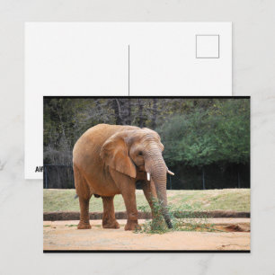 Cartão Postal Elefante Africano no Parque