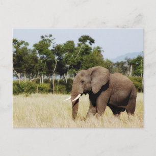 Cartão Postal Elefante andando Masai Mara Plains, Quênia postai