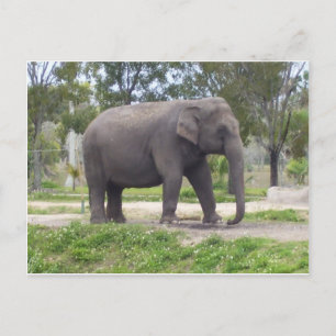 Cartão Postal Elefante ao Longo da Trilha da Floresta