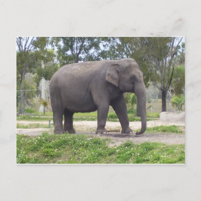 Cartão Postal Elefante ao Longo da Trilha da Floresta (Frente)