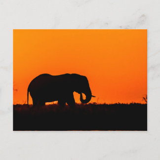 Cartão Postal Elefante ao pôr do sol na boia