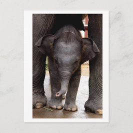 Cartão Postal Elefante Asiático