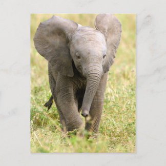 Cartão Postal Elefante Baby