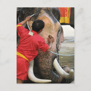 Cartão Postal Elefante Bathtime... Ayutthaya, Tailândia