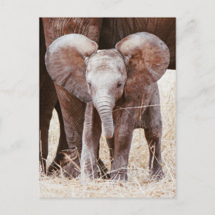 Cartão Postal Elefante-bebê afro-branco com mamãe