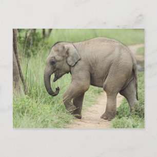 Cartão Postal Elefante bebê seguindo a mãe, Corbett