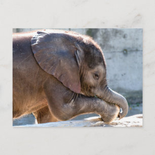 Cartão Postal Elefante Bebezinho Doce