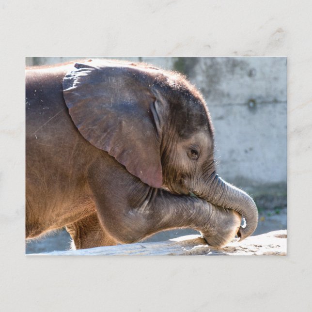 Cartão Postal Elefante Bebezinho Doce (Frente)