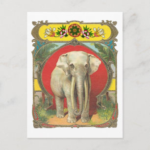 Cartão Postal Elefante Branco