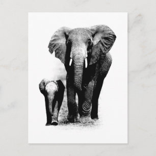 Cartão Postal Elefante BW e Elefante para Bebês