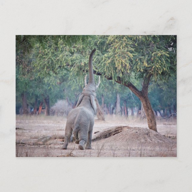 Cartão Postal Elefante chegando à Acácia (Frente)