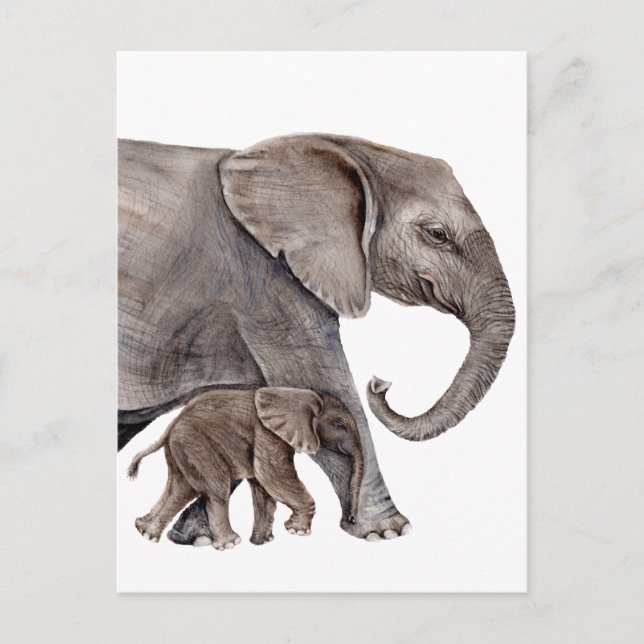 Cartão Postal Elefante com Elefante Bebê (Frente)