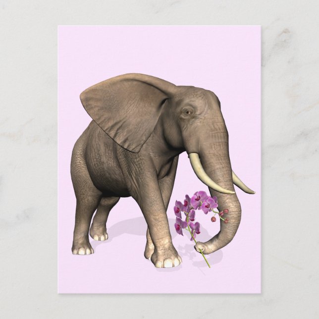 Cartão Postal Elefante Com Orquídea Rosa (Frente)
