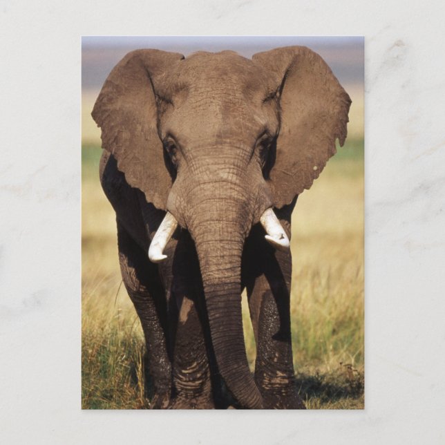 Cartão Postal Elefante-da-savana-africano (Frente)