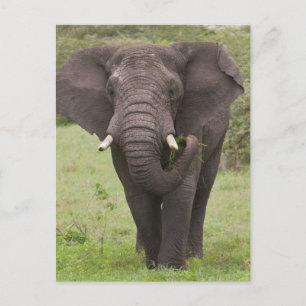 Cartão Postal Elefante da Tanzânia africana na cratera de Ngoron