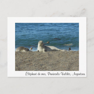Cartão Postal Elefante de mar