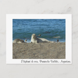 Cartão Postal Elefante de mar
