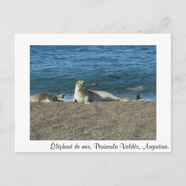 Cartão Postal Elefante de mar (Frente)