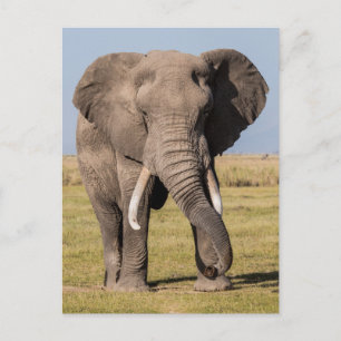 Cartão Postal Elefante em uma Pose Agressiva