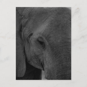 Cartão Postal Elefante filhote