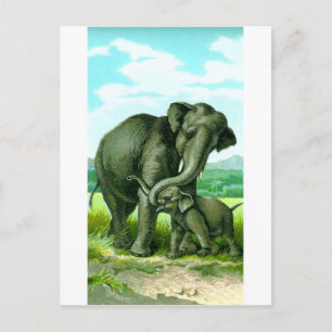 Cartão Postal Elefante indiano