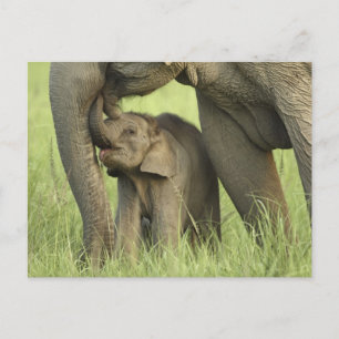 Cartão Postal Elefante indiano/asiático e jovem,Corbett 2