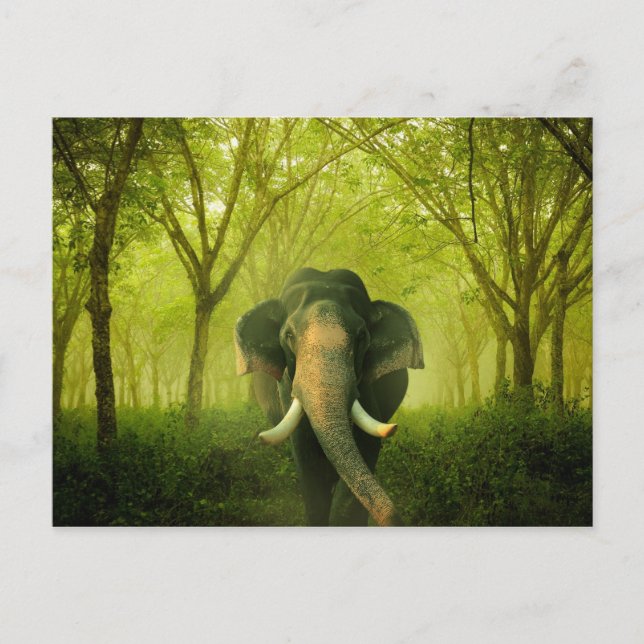 Cartão Postal Elefante Indiano Incrível Floresta Verde de Mamífe (Frente)