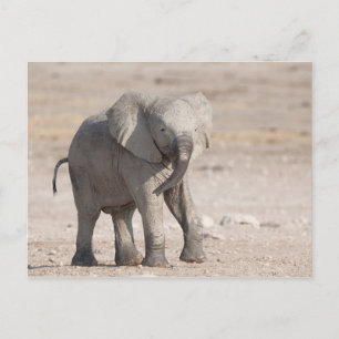 Cartão Postal Elefante jovem brincalhão
