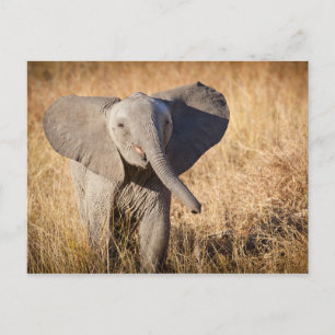 Cartão Postal Elefante jovem da savana