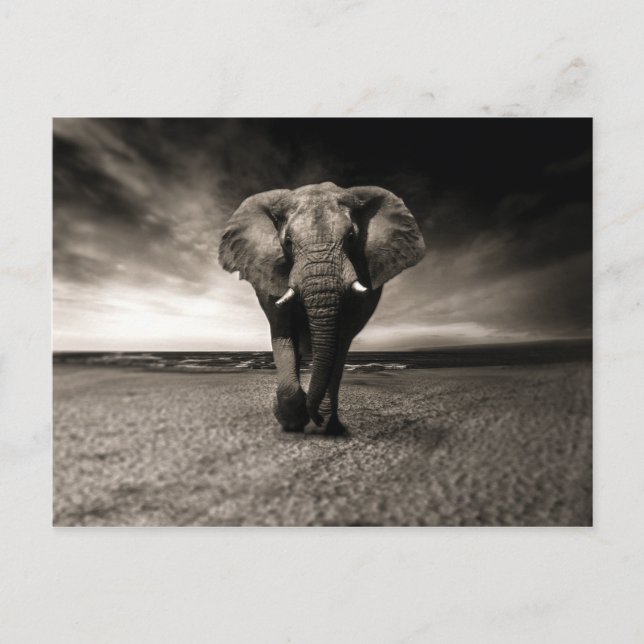 Cartão Postal Elefante na Corrida (Frente)