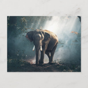 Cartão Postal Elefante na Selva