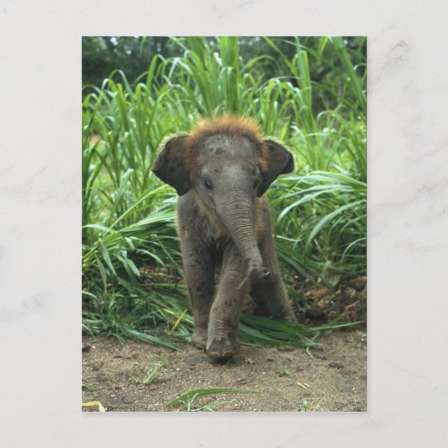 Cartão Postal Elefante para Bebê (Frente)