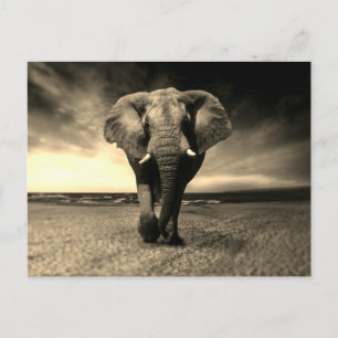Cartão Postal Elefante Silvoso Majestoso da Sepia