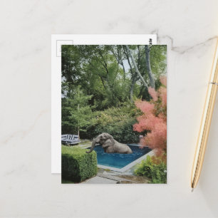 Cartão Postal Elefante Surreal Engraçado e Bonito na piscina