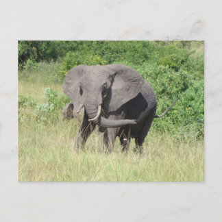 Cartão Postal Elefante Uganda África