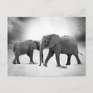 Cartão Postal Elefantes Africanos