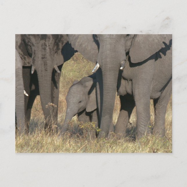 Cartão Postal Elefantes africanos (Frente)