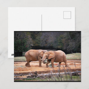 Cartão Postal Elefantes Africanos